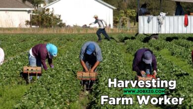 Harvesting Farm Worker Jobs in Canada